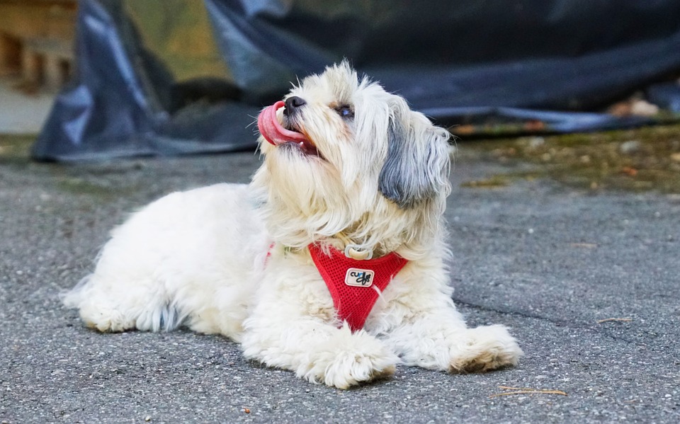 Tổng hợp hình ảnh chó Havanese đẹp nhất – Người bạn lý tưởng của mỗi gia đình - [Kích thước hình ảnh: 960x599 px]