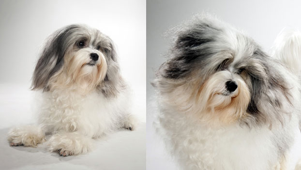 Tổng hợp hình ảnh chó Havanese đẹp nhất – Người bạn lý tưởng của mỗi gia đình - [Kích thước hình ảnh: 622x352 px]