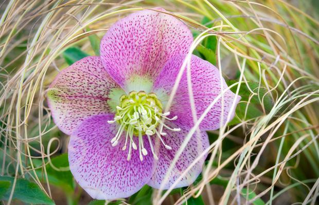 Tổng hợp những hình ảnh đẹp nhất về hoa đông chí - [Kích thước hình ảnh: 620x400 px]