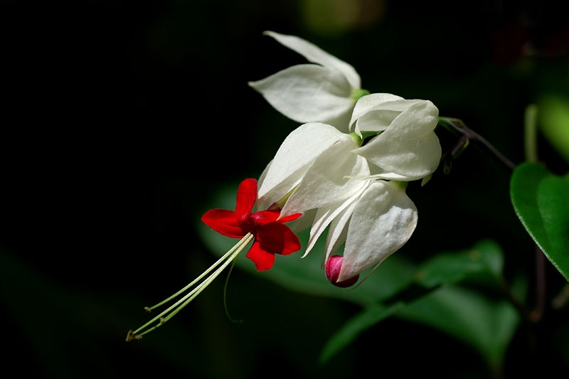 Tổng hợp những hình ảnh đẹp nhất về hoa ngọc nữ - [Kích thước hình ảnh: 800x533 px]
