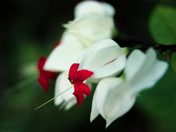 Tổng hợp những hình ảnh đẹp nhất về hoa ngọc nữ - [Kích thước hình ảnh: 612x459 px]