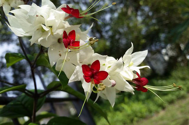 Tổng hợp những hình ảnh đẹp nhất về hoa ngọc nữ - [Kích thước hình ảnh: 640x424 px]
