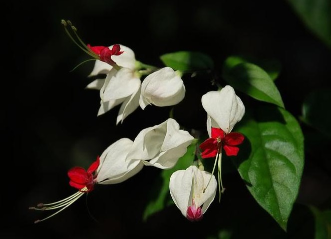 Tổng hợp những hình ảnh đẹp nhất về hoa ngọc nữ - [Kích thước hình ảnh: 661x478 px]