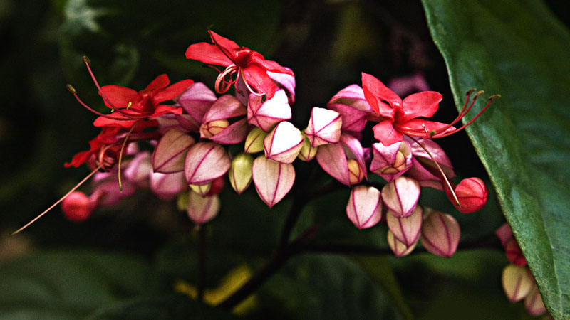 Tổng hợp những hình ảnh đẹp nhất về hoa ngọc nữ - [Kích thước hình ảnh: 800x450 px]