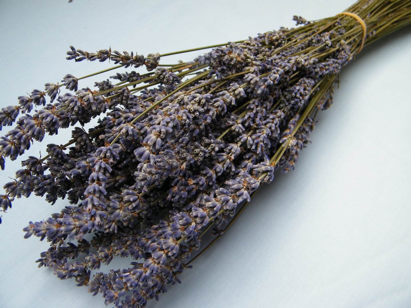 Tổng hợp hình ảnh hoa lavender khô đẹp nhất – Loài hoa may mắn, hạnh phúc - [Kích thước hình ảnh: 1440x1080 px]