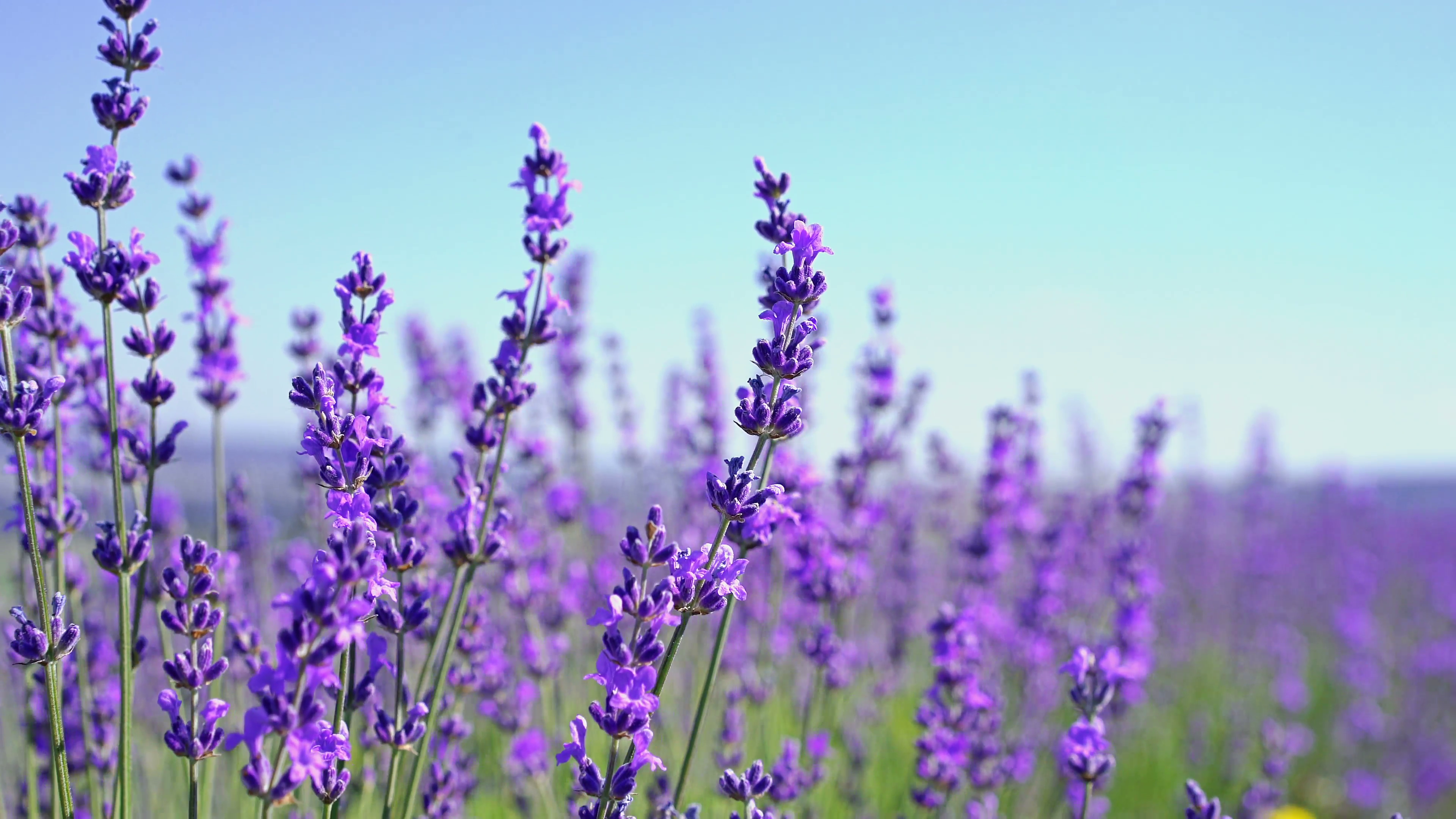 Tổng hợp hình ảnh hoa lavender khô đẹp nhất – Loài hoa may mắn, hạnh phúc - [Kích thước hình ảnh: 3840x2160 px]