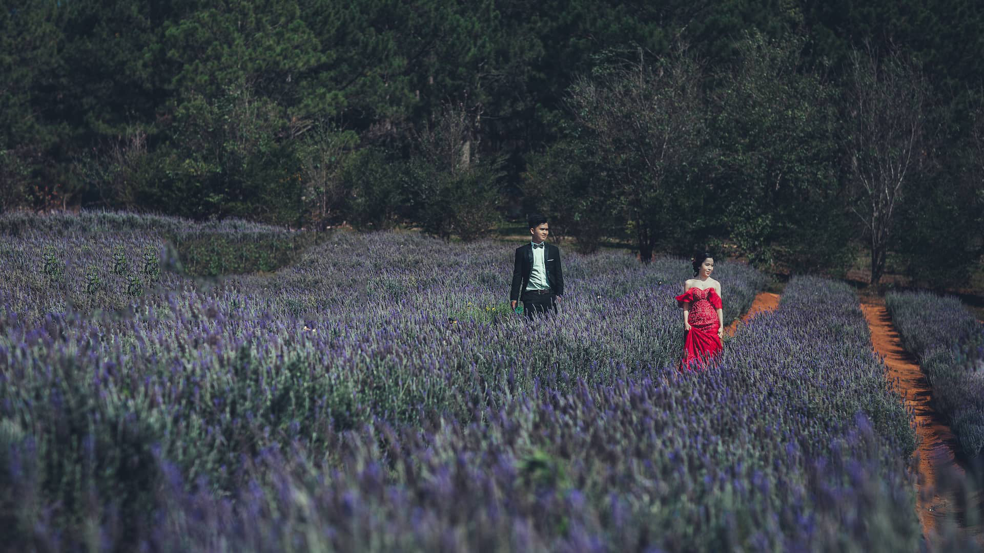 Tổng hợp hình ảnh hoa lavender khô đẹp nhất – Loài hoa may mắn, hạnh phúc - [Kích thước hình ảnh: 1920x1080 px]