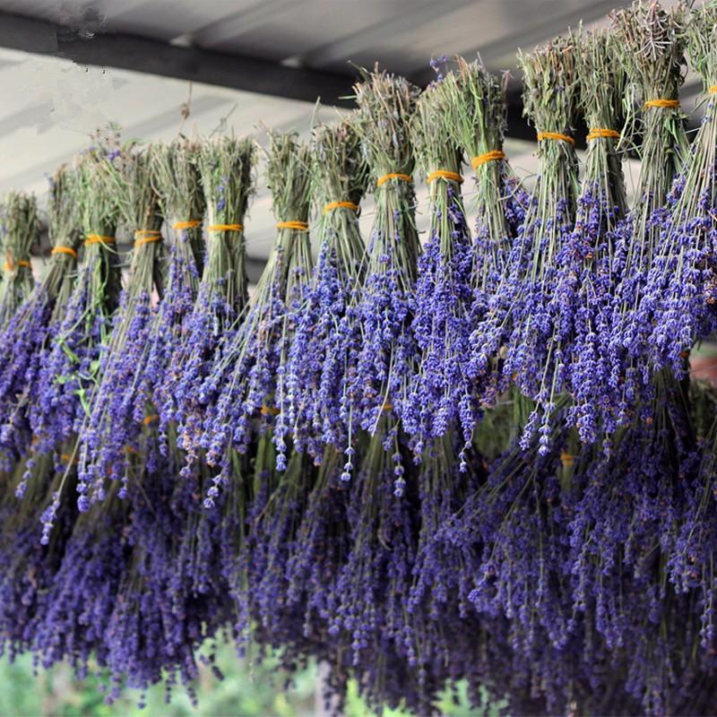Tổng hợp hình ảnh hoa lavender khô đẹp nhất – Loài hoa may mắn, hạnh phúc - [Kích thước hình ảnh: 800x800 px]