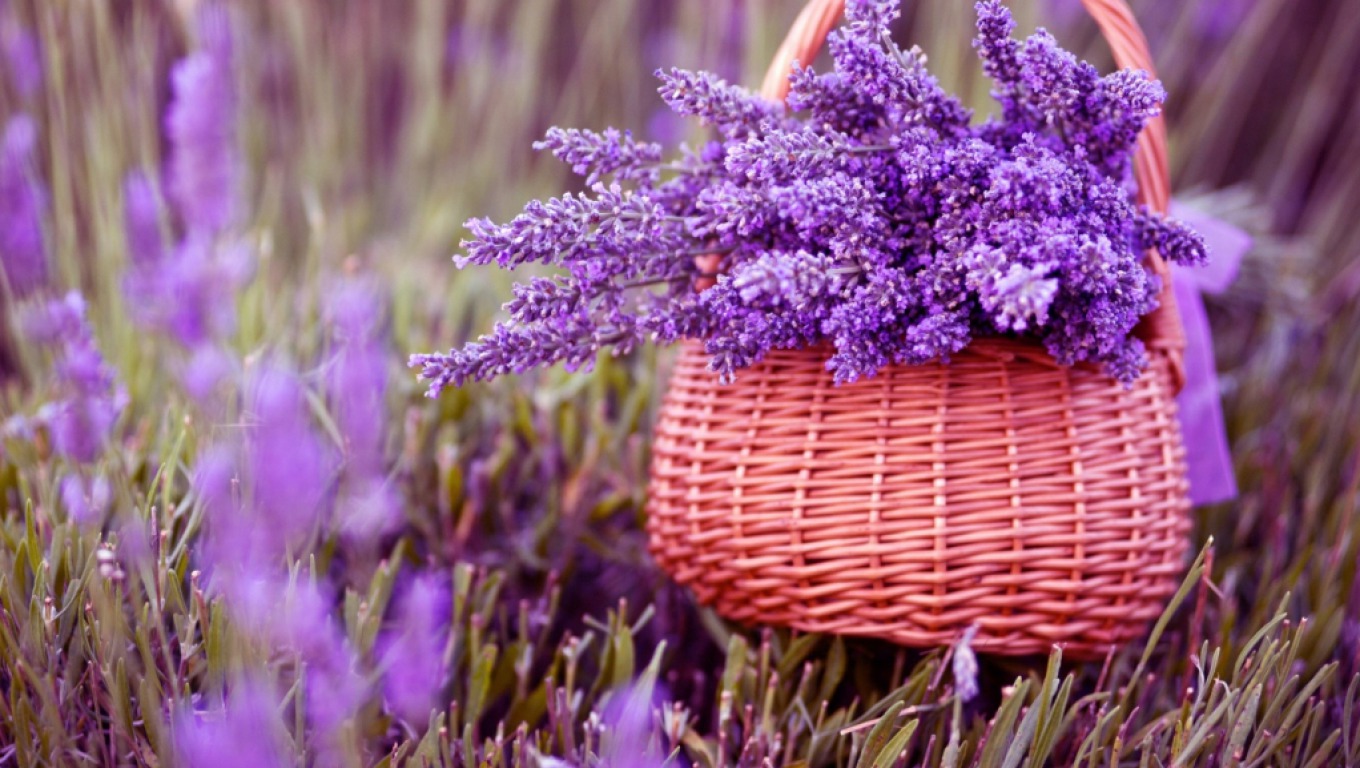 Tổng hợp hình ảnh hoa lavender khô đẹp nhất – Loài hoa may mắn, hạnh phúc - [Kích thước hình ảnh: 1360x768 px]