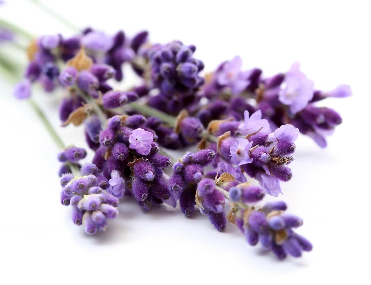 Tổng hợp hình ảnh hoa lavender khô đẹp nhất – Loài hoa may mắn, hạnh phúc - [Kích thước hình ảnh: 1181x907 px]