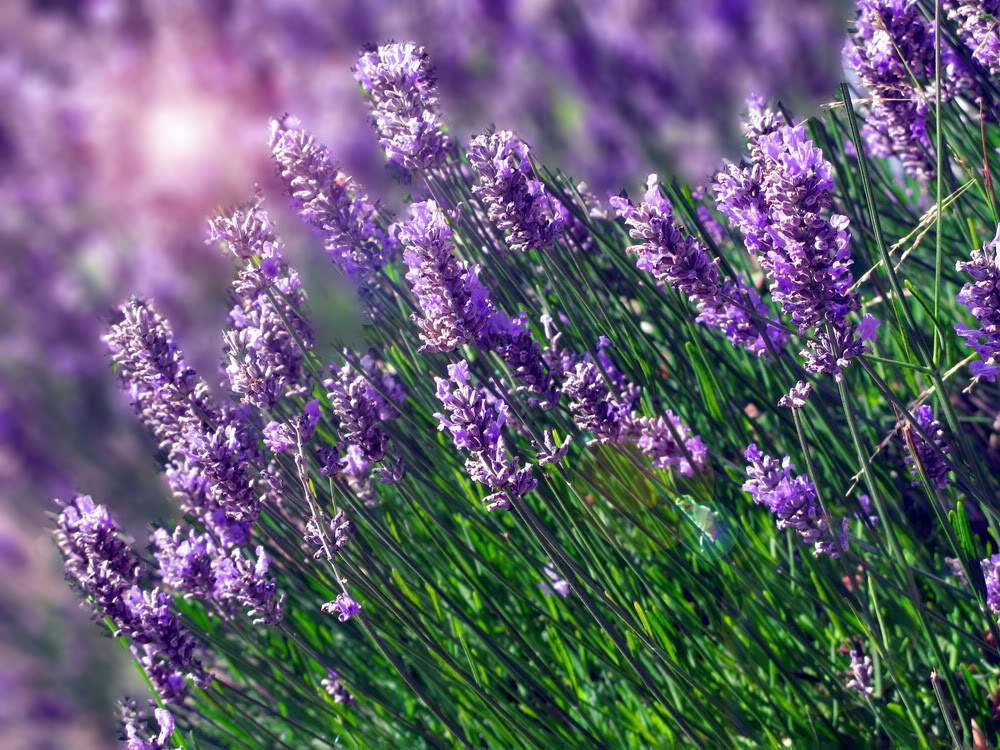 Tổng hợp hình ảnh hoa lavender khô đẹp nhất – Loài hoa may mắn, hạnh phúc - [Kích thước hình ảnh: 1000x750 px]