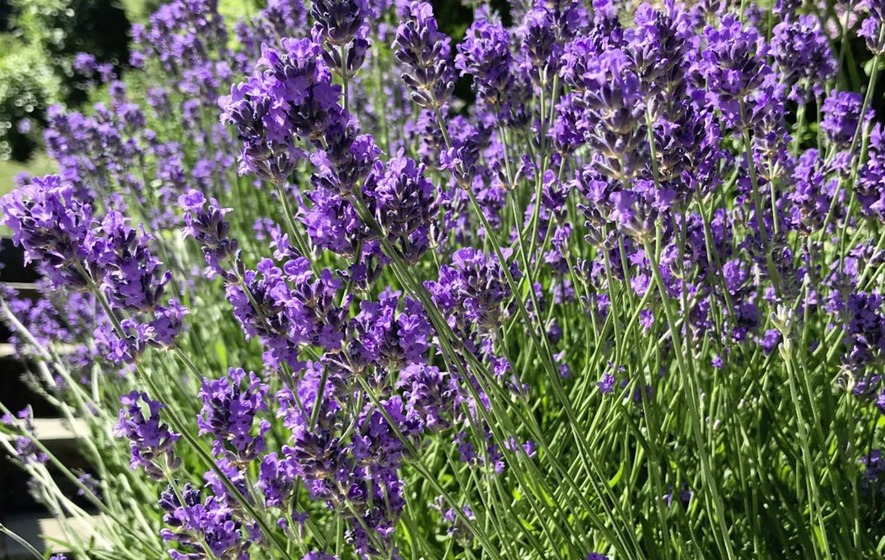Tổng hợp hình ảnh hoa lavender khô đẹp nhất – Loài hoa may mắn, hạnh phúc - [Kích thước hình ảnh: 885x560 px]