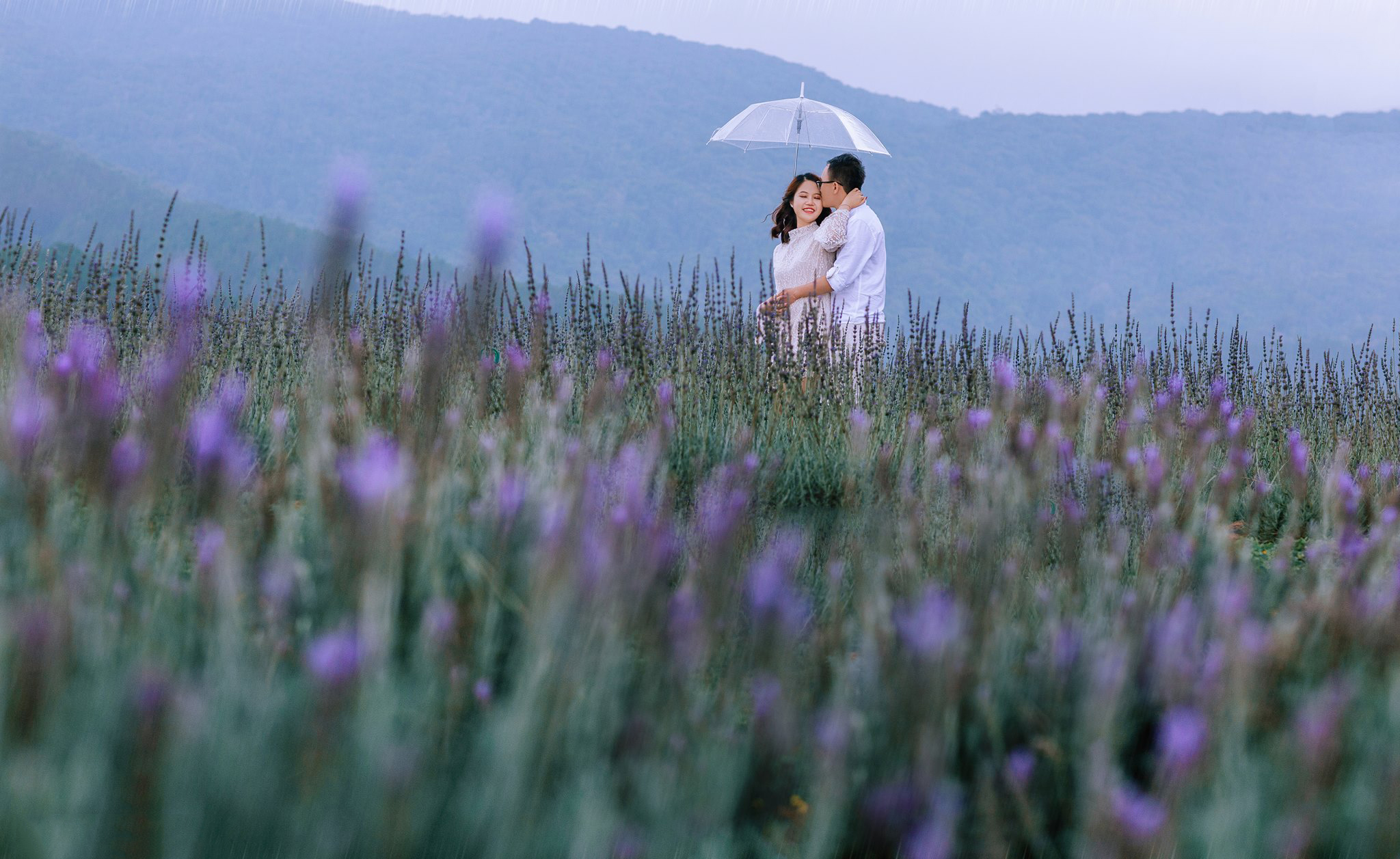 Tổng hợp hình ảnh hoa lavender khô đẹp nhất – Loài hoa may mắn, hạnh phúc - [Kích thước hình ảnh: 2048x1257 px]