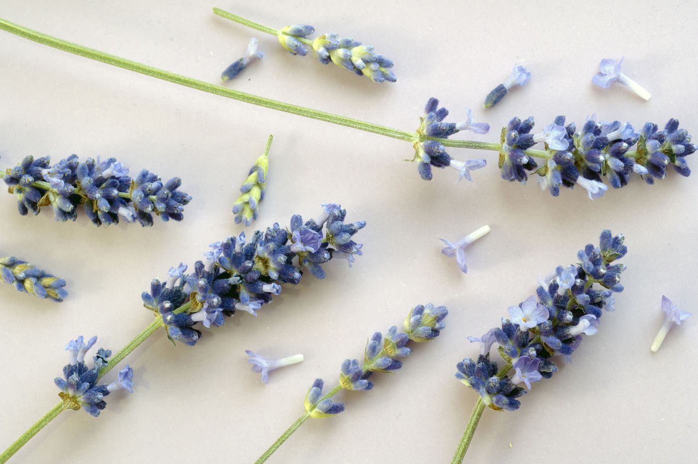 Tổng hợp hình ảnh hoa lavender khô đẹp nhất – Loài hoa may mắn, hạnh phúc - [Kích thước hình ảnh: 1400x930 px]