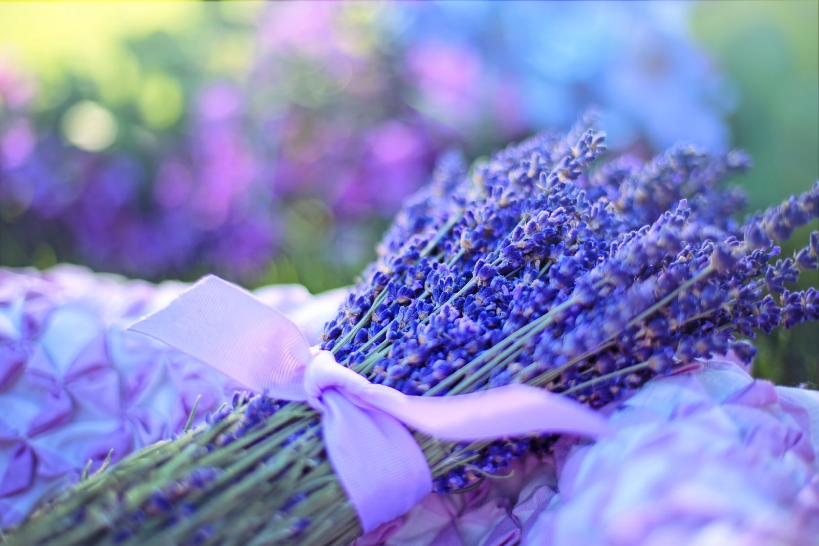 Tổng hợp hình ảnh hoa lavender khô đẹp nhất – Loài hoa may mắn, hạnh phúc - [Kích thước hình ảnh: 1600x1067 px]