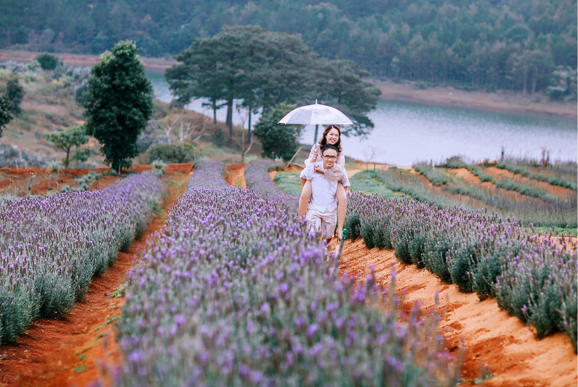 Tổng hợp hình ảnh hoa lavender khô đẹp nhất – Loài hoa may mắn, hạnh phúc - [Kích thước hình ảnh: 1926x1292 px]