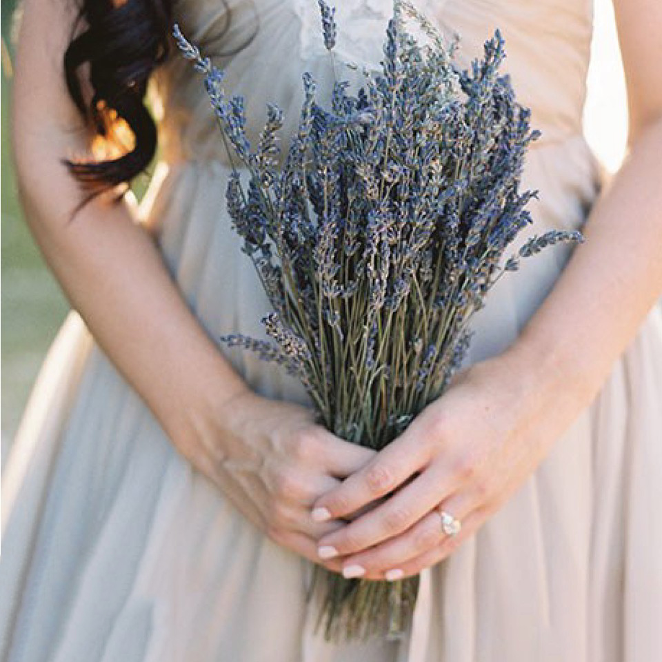 Tổng hợp hình ảnh hoa lavender khô đẹp nhất – Loài hoa may mắn, hạnh phúc - [Kích thước hình ảnh: 960x960 px]