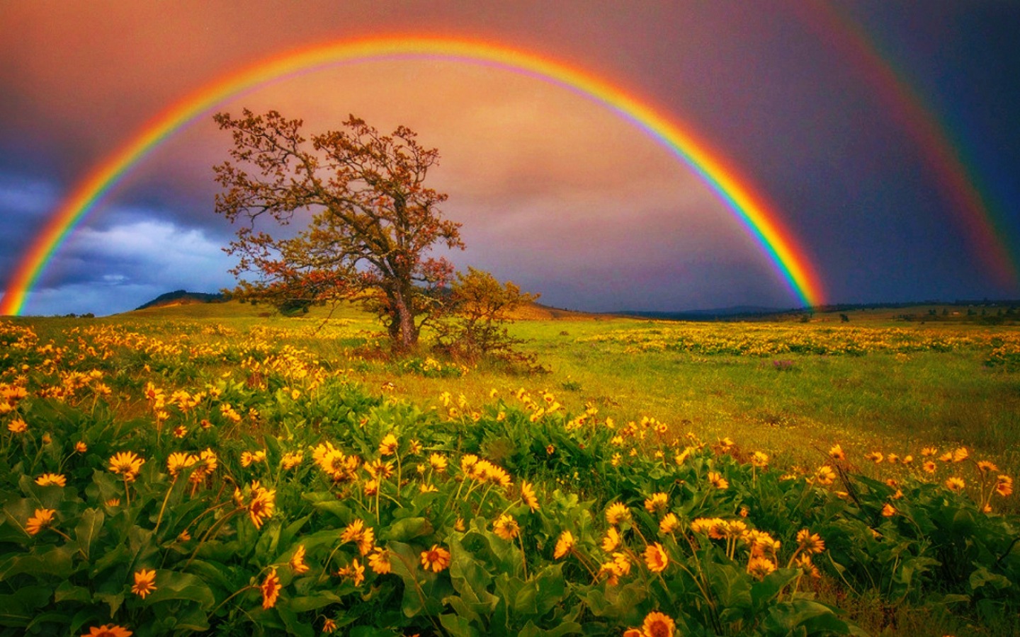 Top 50 Hình nền cầu vồng Rainbow đẹp nhất thế giới - [Kích thước hình ảnh: 1440x900 px]
