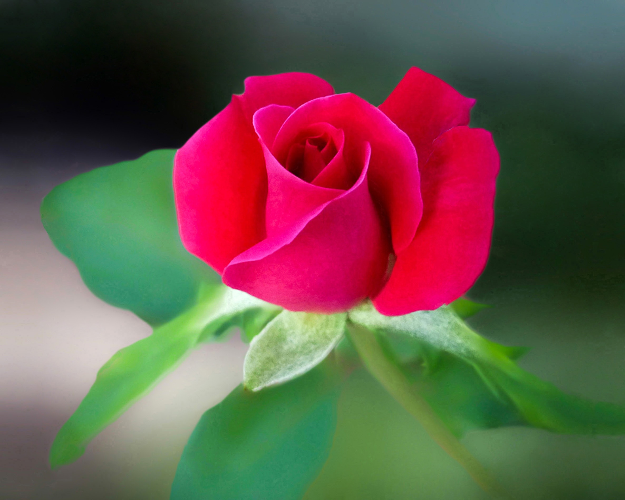 Tuyển hợp hình ảnh hoa hồng đỏ đẹp nhất – Nữ hoàng của các loài hoa - [Kích thước hình ảnh: 2371x1897 px]