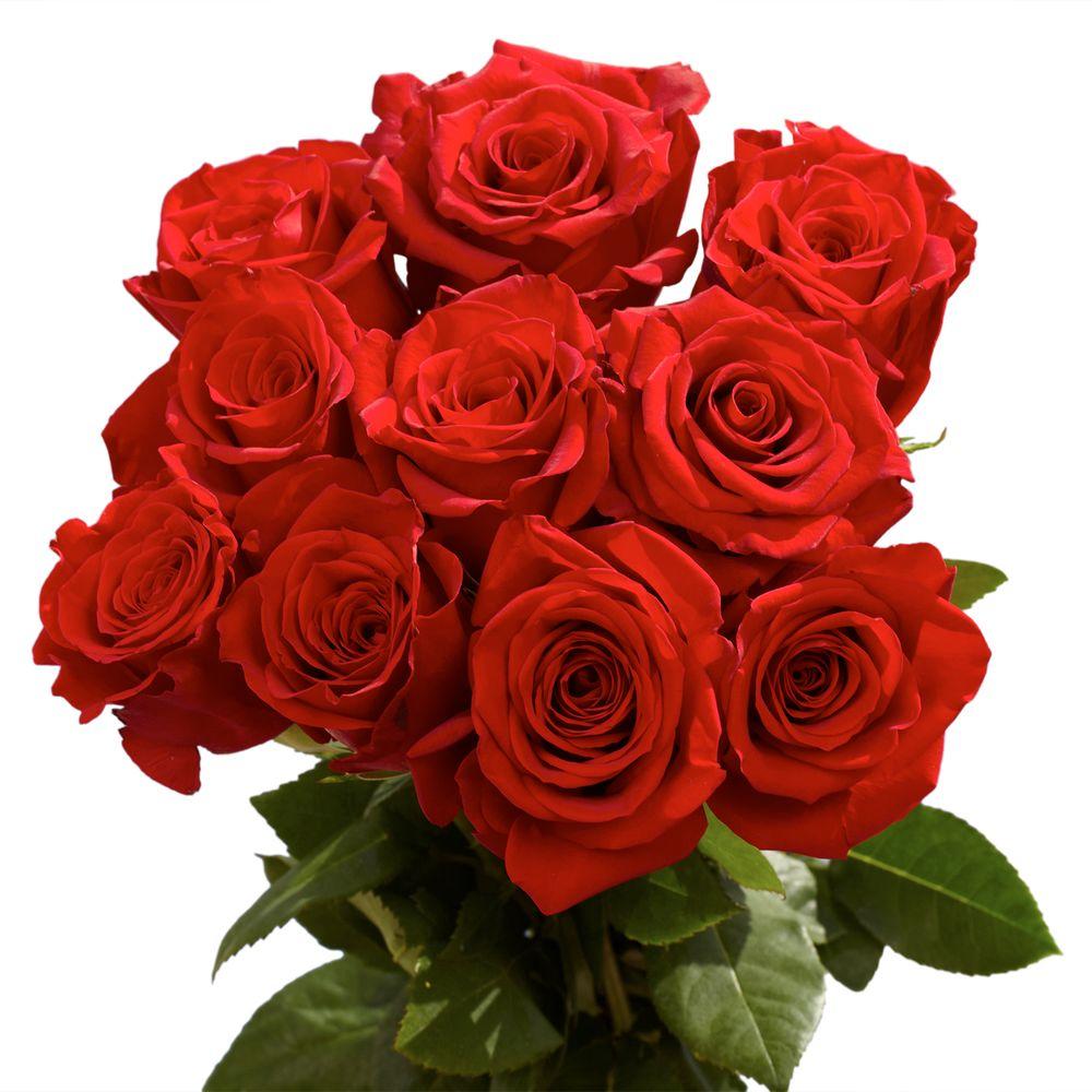 Tuyển hợp hình ảnh hoa hồng đỏ đẹp nhất – Nữ hoàng của các loài hoa - [Kích thước hình ảnh: 1000x1000 px]