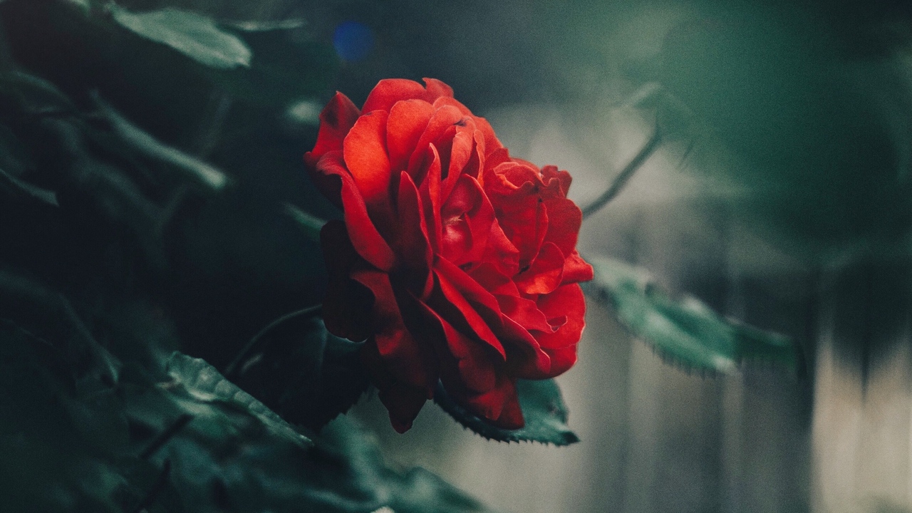Tuyển hợp hình ảnh hoa hồng đỏ đẹp nhất – Nữ hoàng của các loài hoa - [Kích thước hình ảnh: 1280x720 px]