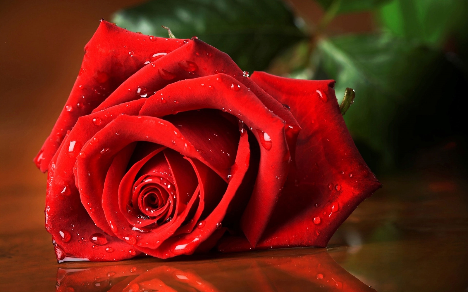 Tuyển hợp hình ảnh hoa hồng đỏ đẹp nhất – Nữ hoàng của các loài hoa - [Kích thước hình ảnh: 1600x1000 px]
