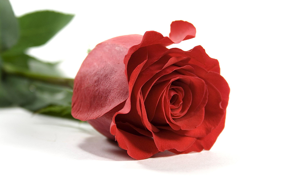 Tuyển hợp hình ảnh hoa hồng đỏ đẹp nhất – Nữ hoàng của các loài hoa - [Kích thước hình ảnh: 1000x625 px]