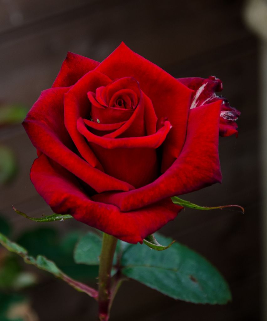 Tuyển hợp hình ảnh hoa hồng đỏ đẹp nhất – Nữ hoàng của các loài hoa - [Kích thước hình ảnh: 852x1024 px]