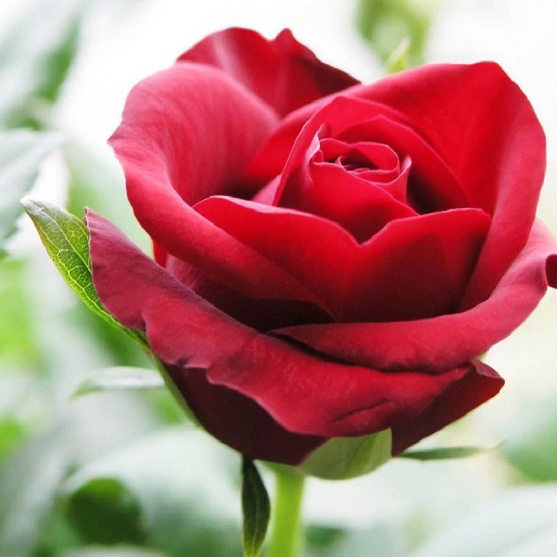 Tuyển hợp hình ảnh hoa hồng đỏ đẹp nhất – Nữ hoàng của các loài hoa - [Kích thước hình ảnh: 800x800 px]
