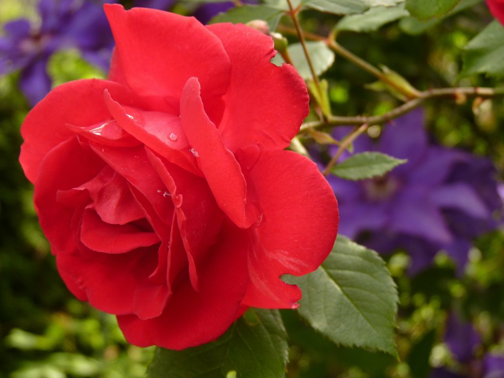 Tuyển hợp hình ảnh hoa hồng đỏ đẹp nhất – Nữ hoàng của các loài hoa - [Kích thước hình ảnh: 1024x768 px]