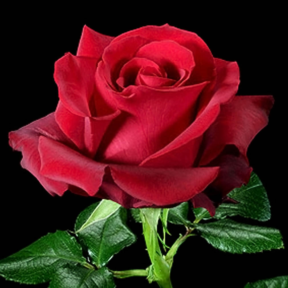 Tuyển hợp hình ảnh hoa hồng đỏ đẹp nhất – Nữ hoàng của các loài hoa - [Kích thước hình ảnh: 1010x1009 px]