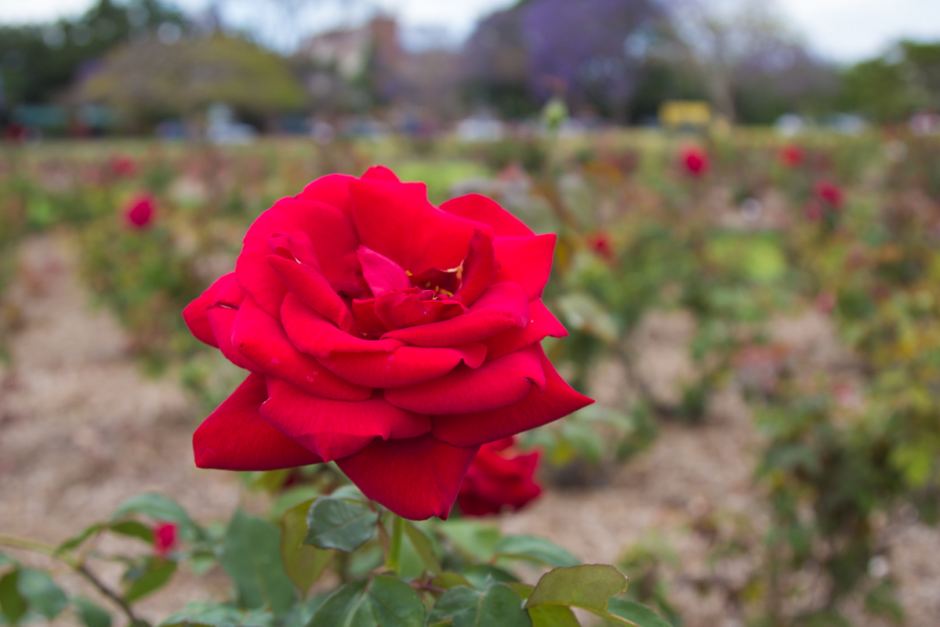 Tuyển hợp hình ảnh hoa hồng đỏ đẹp nhất – Nữ hoàng của các loài hoa - [Kích thước hình ảnh: 940x627 px]