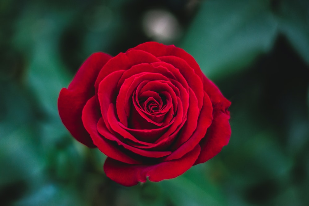 Tuyển hợp hình ảnh hoa hồng đỏ đẹp nhất – Nữ hoàng của các loài hoa - [Kích thước hình ảnh: 1000x667 px]