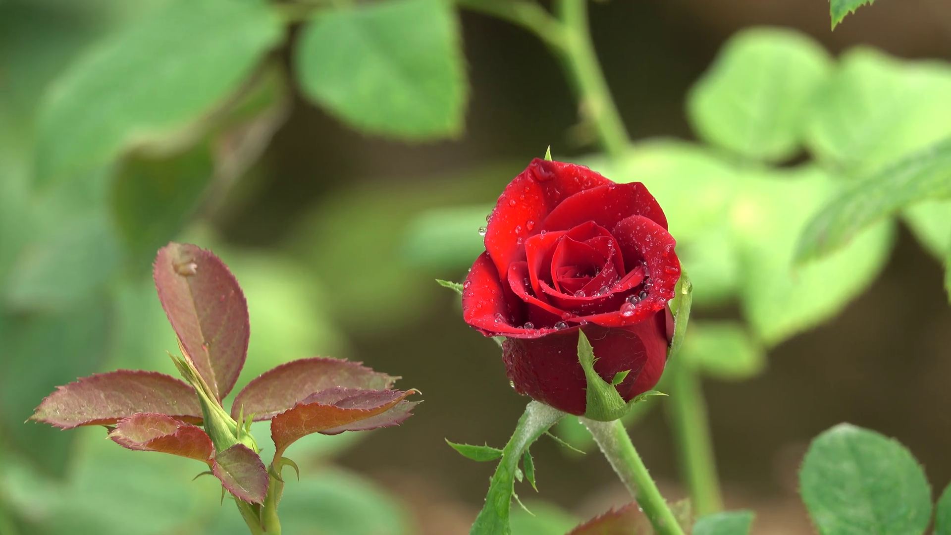 Tuyển hợp hình ảnh hoa hồng đỏ đẹp nhất – Nữ hoàng của các loài hoa - [Kích thước hình ảnh: 1920x1080 px]