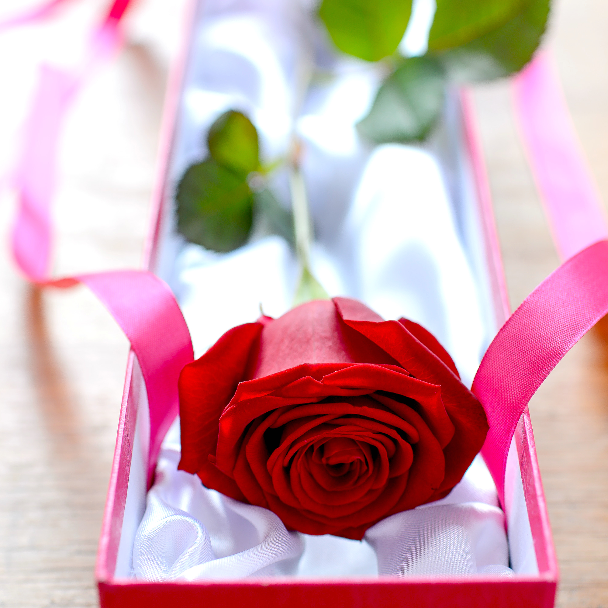 Tuyển hợp hình ảnh hoa hồng đỏ đẹp nhất – Nữ hoàng của các loài hoa - [Kích thước hình ảnh: 2000x2000 px]