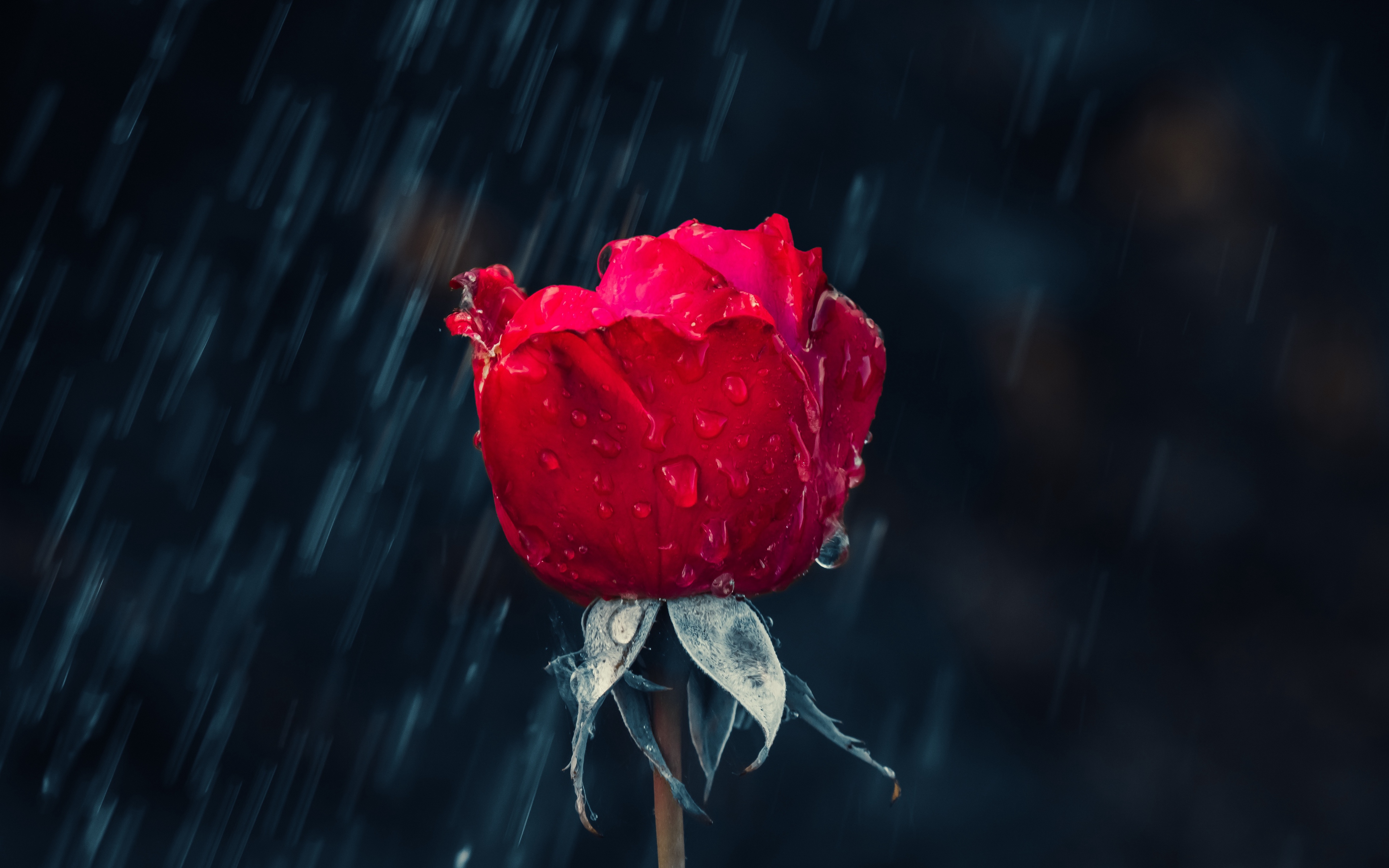 Tuyển hợp hình ảnh hoa hồng đỏ đẹp nhất – Nữ hoàng của các loài hoa - [Kích thước hình ảnh: 3840x2400 px]