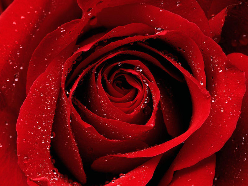 Tuyển hợp hình ảnh hoa hồng đỏ đẹp nhất – Nữ hoàng của các loài hoa - [Kích thước hình ảnh: 800x600 px]