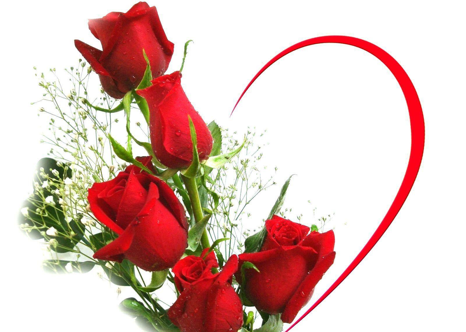 Tuyển hợp hình ảnh hoa hồng đỏ đẹp nhất – Nữ hoàng của các loài hoa - [Kích thước hình ảnh: 1600x1142 px]