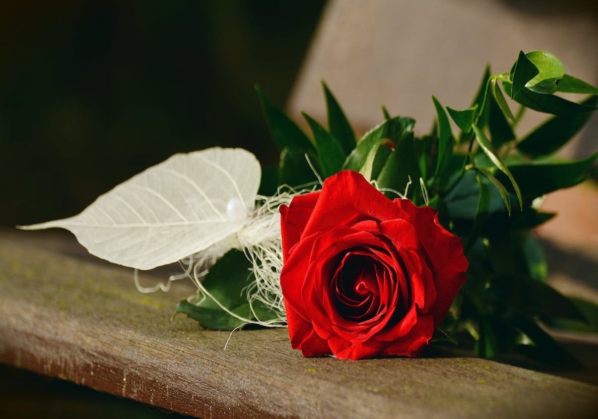 Tuyển hợp hình ảnh hoa hồng đỏ đẹp nhất – Nữ hoàng của các loài hoa - [Kích thước hình ảnh: 1205x845 px]