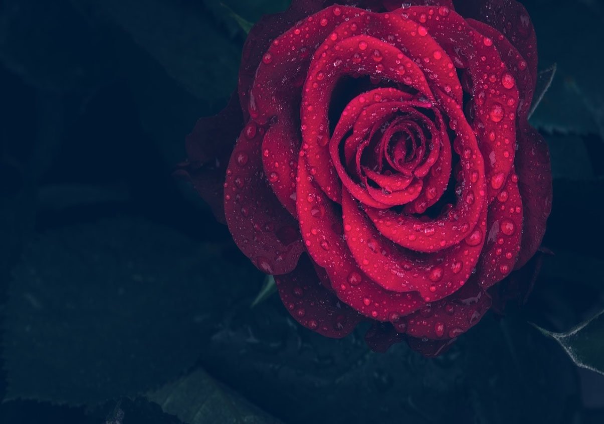 Tuyển hợp hình ảnh hoa hồng đỏ đẹp nhất – Nữ hoàng của các loài hoa - [Kích thước hình ảnh: 1205x845 px]
