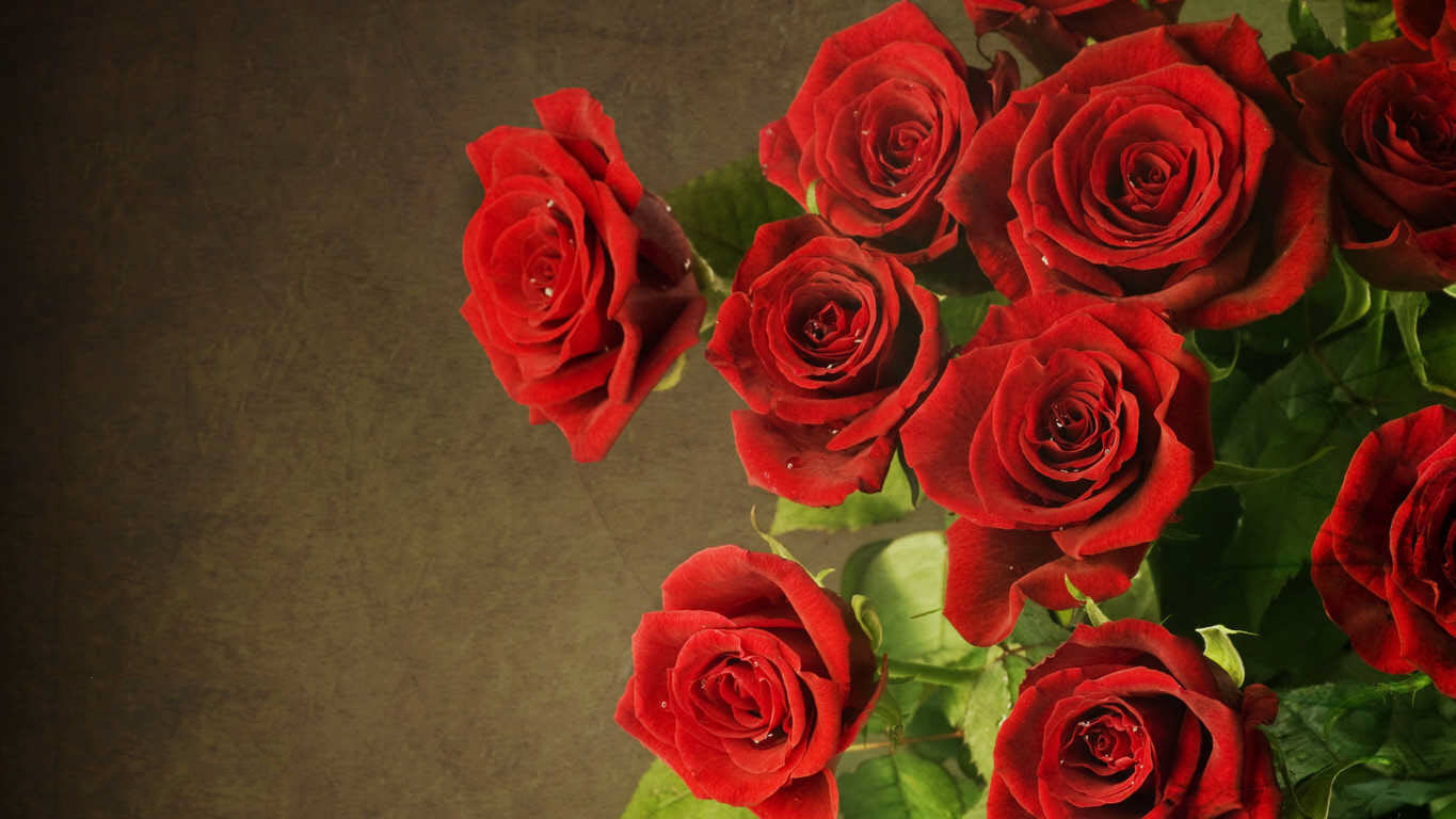 Tuyển hợp hình ảnh hoa hồng đỏ đẹp nhất – Nữ hoàng của các loài hoa - [Kích thước hình ảnh: 1365x768 px]