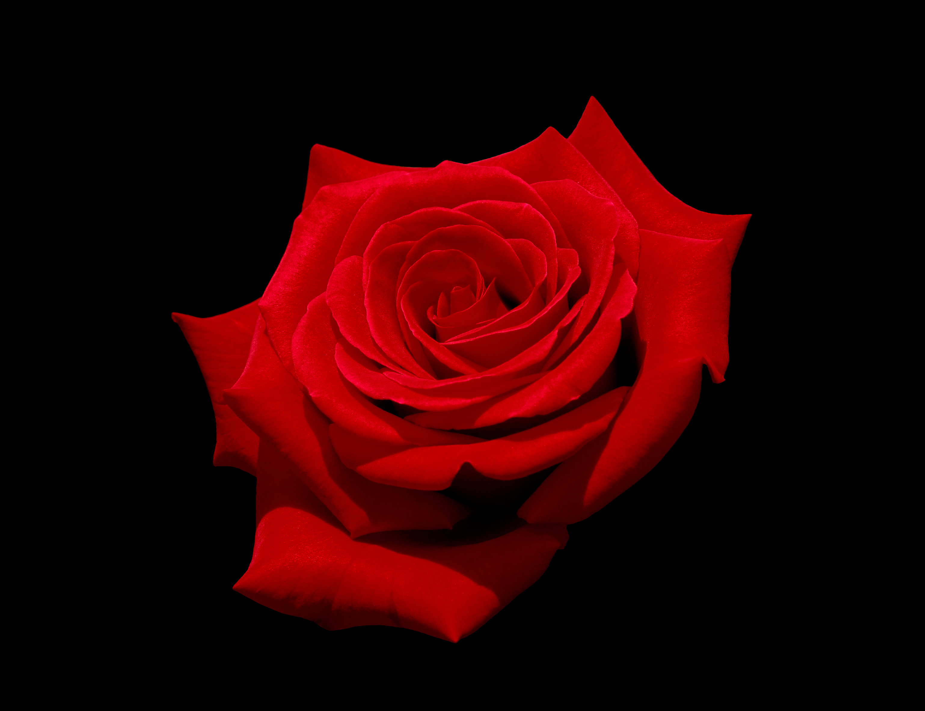Tuyển hợp hình ảnh hoa hồng đỏ đẹp nhất – Nữ hoàng của các loài hoa - [Kích thước hình ảnh: 3077x2365 px]