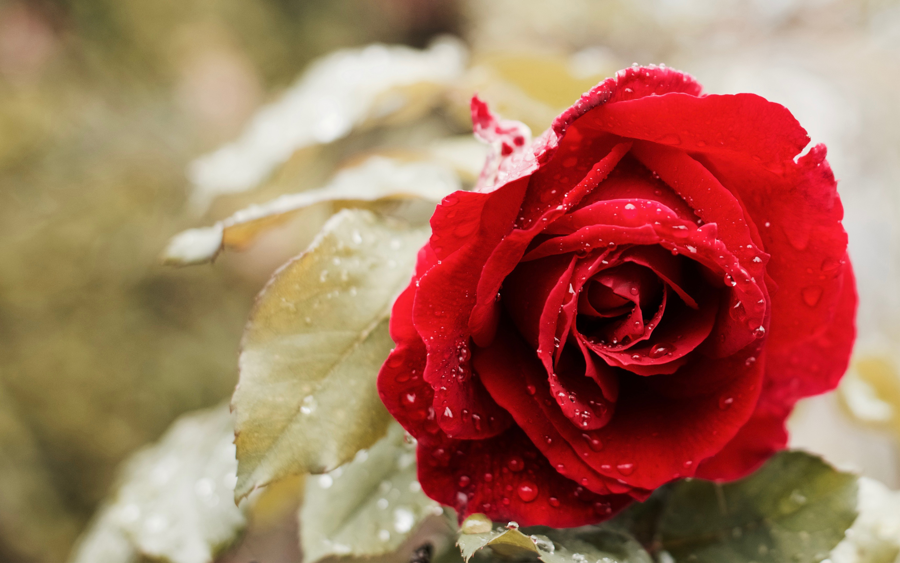 Tuyển hợp hình ảnh hoa hồng đỏ đẹp nhất – Nữ hoàng của các loài hoa - [Kích thước hình ảnh: 2880x1800 px]