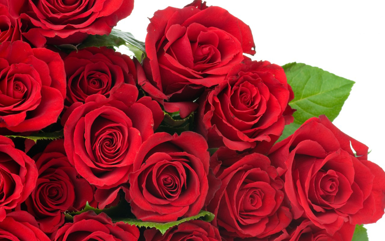 Tuyển hợp hình ảnh hoa hồng đỏ đẹp nhất – Nữ hoàng của các loài hoa - [Kích thước hình ảnh: 1280x800 px]