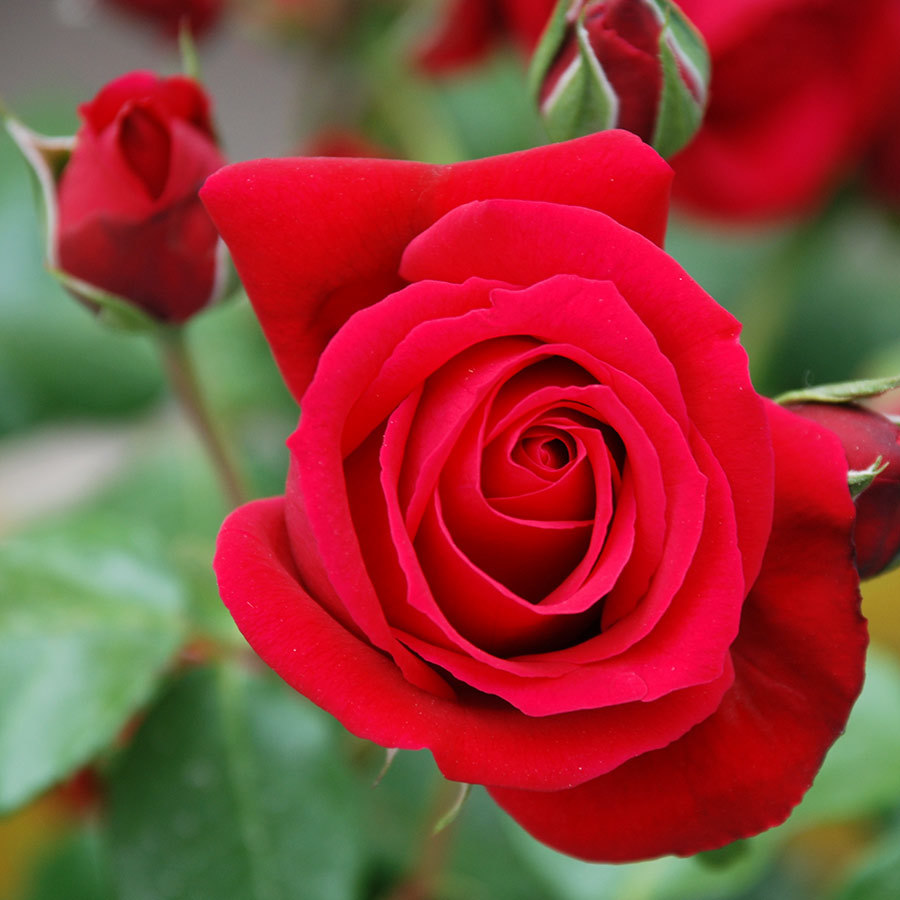Tuyển hợp hình ảnh hoa hồng đỏ đẹp nhất – Nữ hoàng của các loài hoa - [Kích thước hình ảnh: 900x900 px]