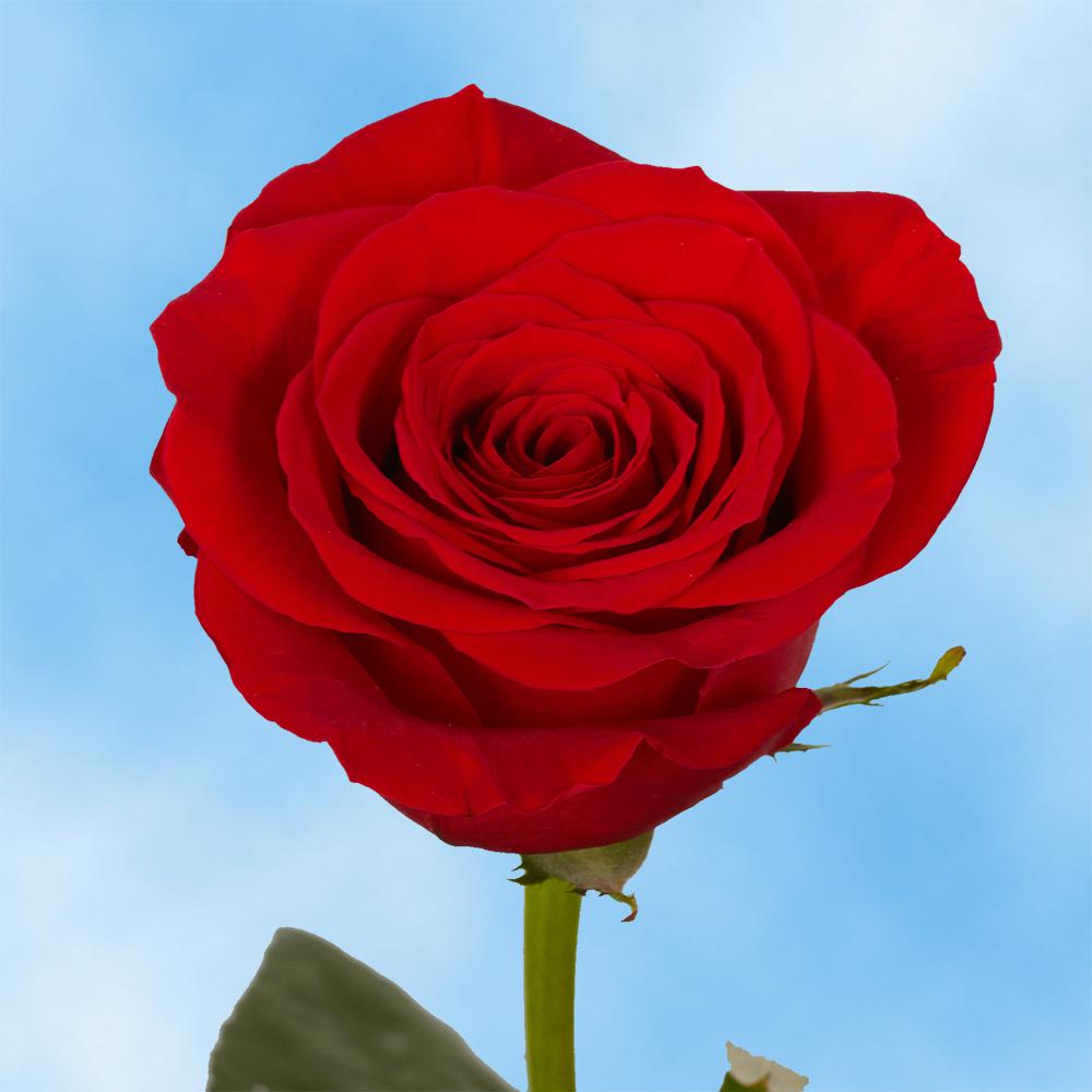 Tuyển hợp hình ảnh hoa hồng đỏ đẹp nhất – Nữ hoàng của các loài hoa - [Kích thước hình ảnh: 1000x1000 px]