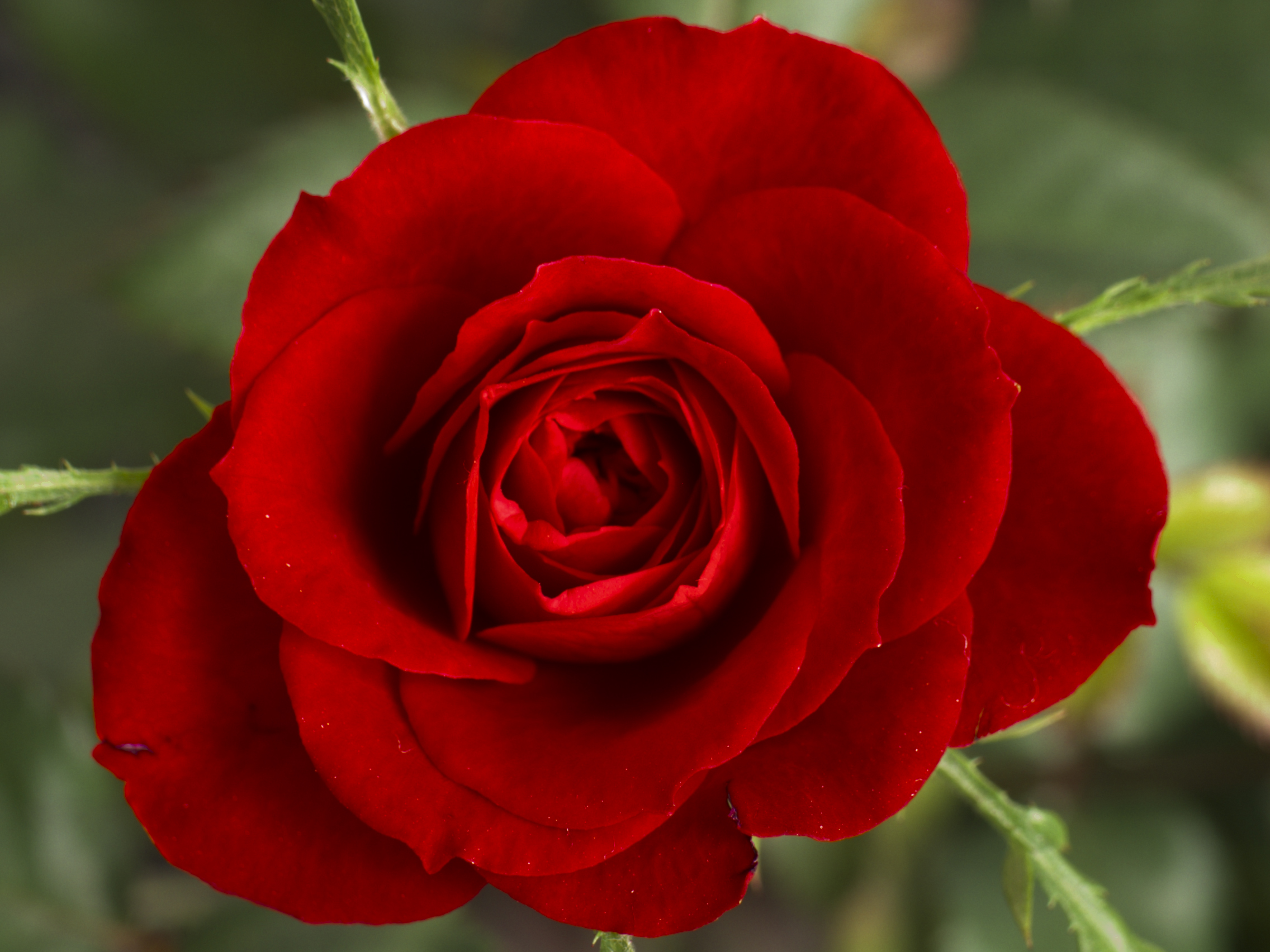 Tuyển hợp hình ảnh hoa hồng đỏ đẹp nhất – Nữ hoàng của các loài hoa - [Kích thước hình ảnh: 2272x1704 px]