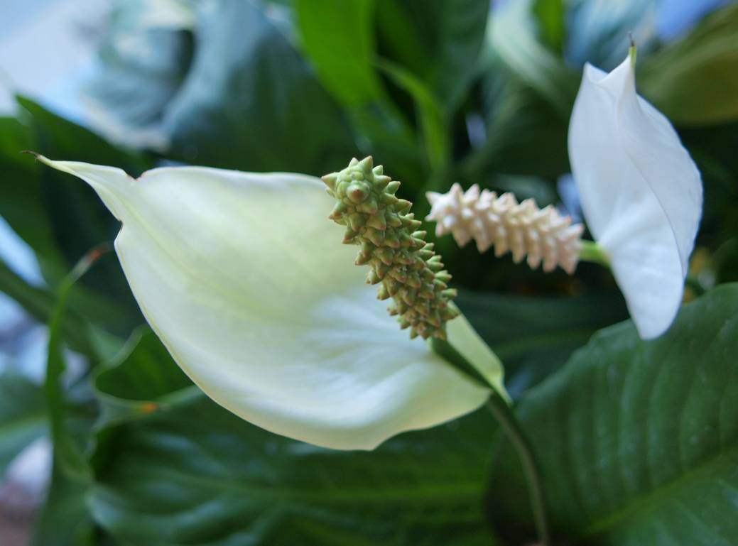 Tổng hợp hình ảnh hoa lan ý đẹp nhất – Hoa lan ý có thể hút các tia bức xạ nhiệt trong không khí - [Kích thước hình ảnh: 1039x769 px]