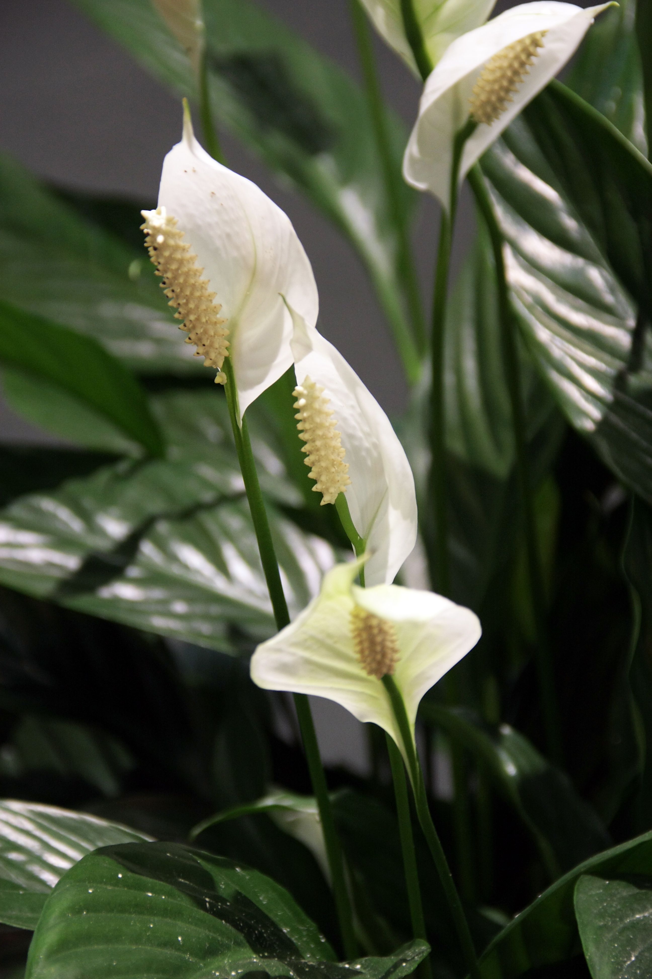 Tổng hợp hình ảnh hoa lan ý đẹp nhất – Hoa lan ý có thể hút các tia bức xạ nhiệt trong không khí - [Kích thước hình ảnh: 2592x3888 px]