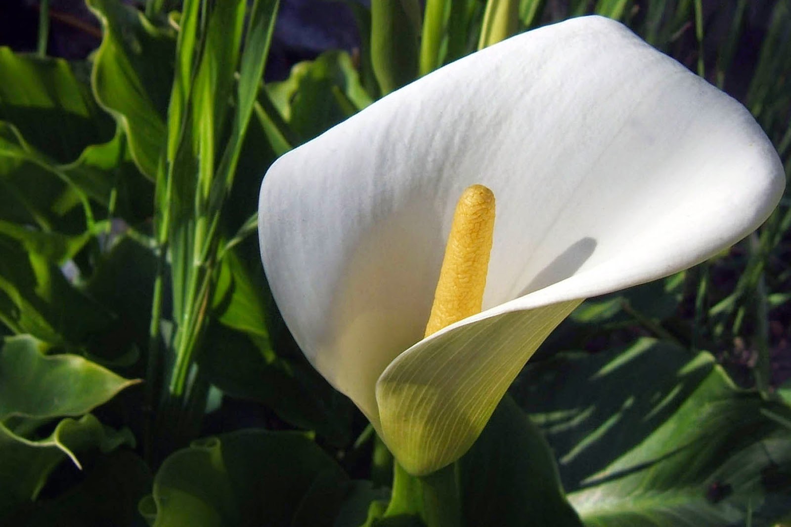 Tổng hợp hình ảnh hoa lan ý đẹp nhất – Hoa lan ý có thể hút các tia bức xạ nhiệt trong không khí - [Kích thước hình ảnh: 1600x1067 px]